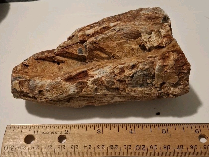 Petrified Wood 680g