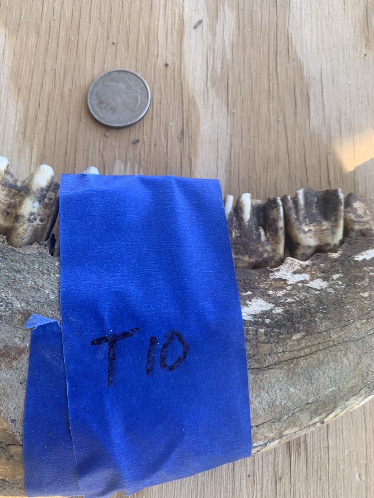 Fossilized Bison Jaw/teeth