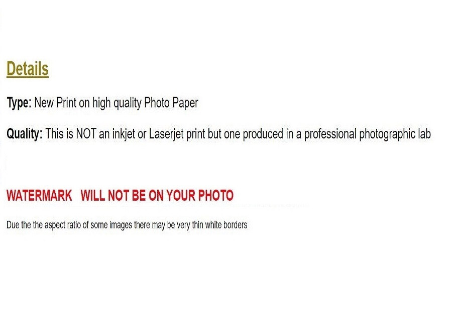 WW2 Picture Photo German Officer With His Dog in war 3310