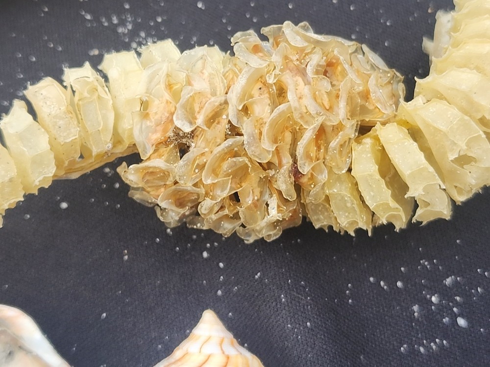 Natural Lightning Whelk Egg Casing Sac Protoconch Shell SeashellFlorida Specemin