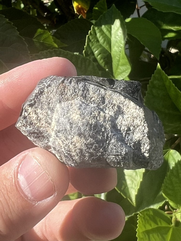 Fossil Whale Earbone