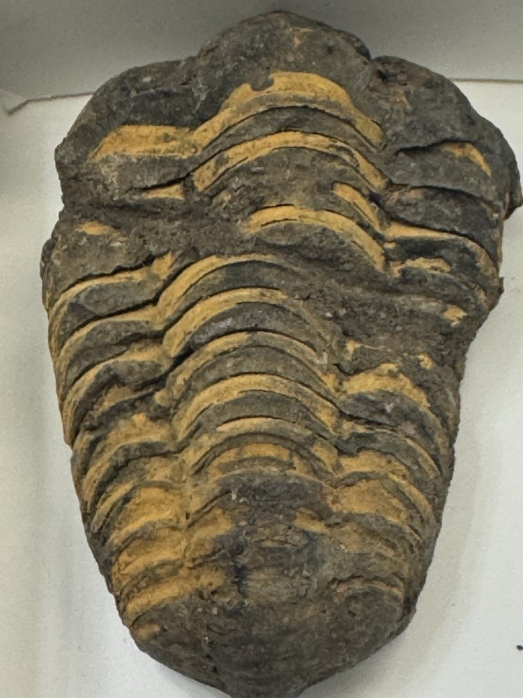 Two Trilobite Fossils