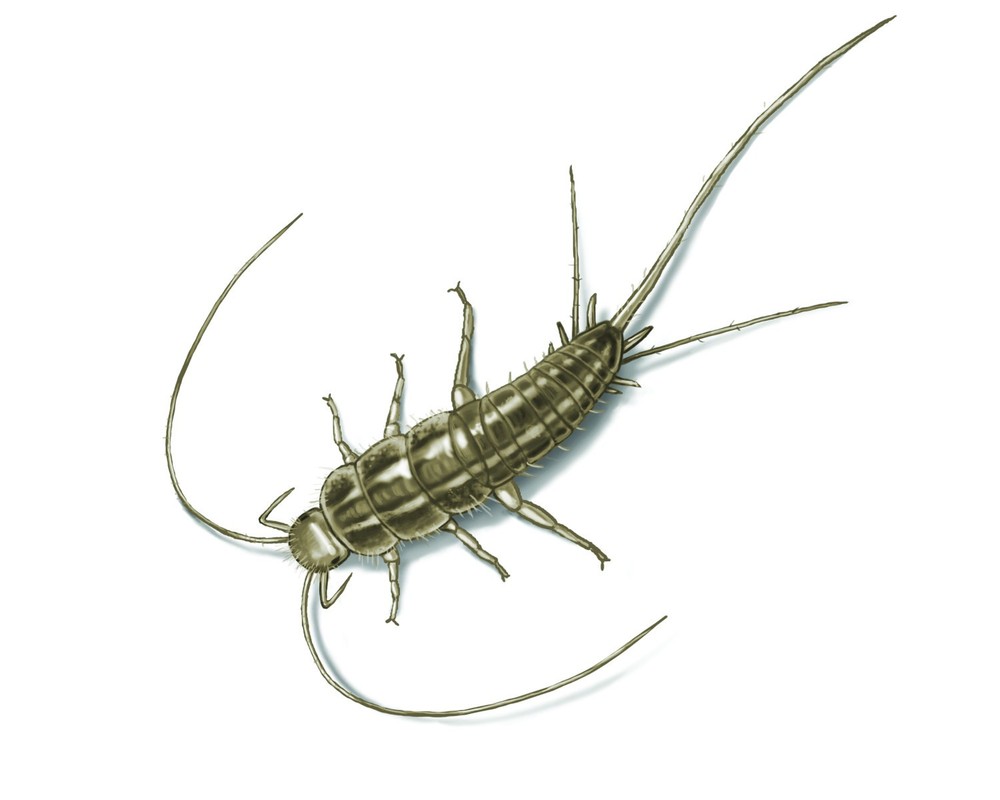 4 Boxes DEKKO Silverfish Control ~~ 96 Paks ` Pest Control ` Bait