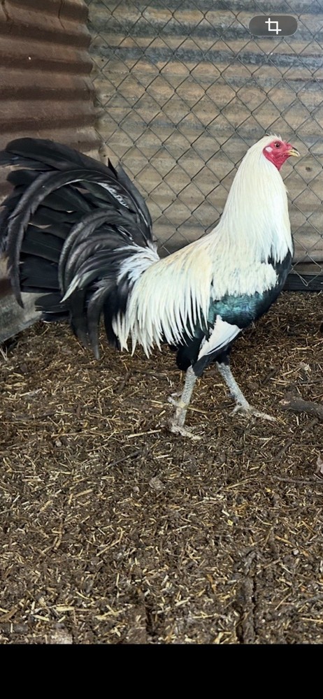 Little Johnnie Hatching Eggs