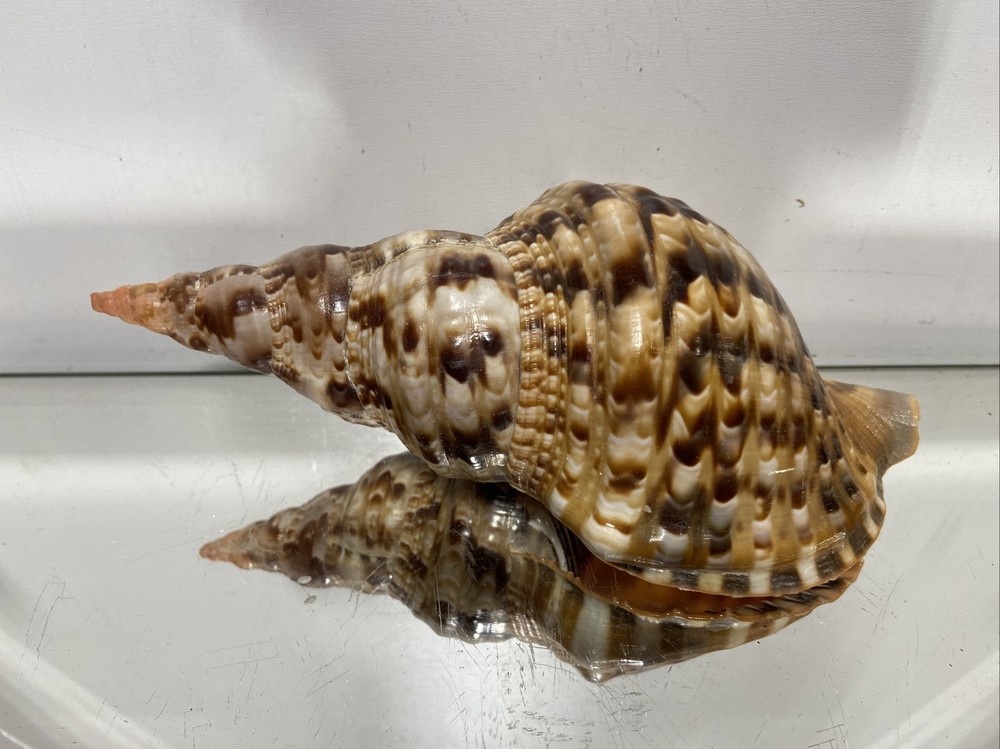 Seashell Large Size From Collection Rare and Beautiful