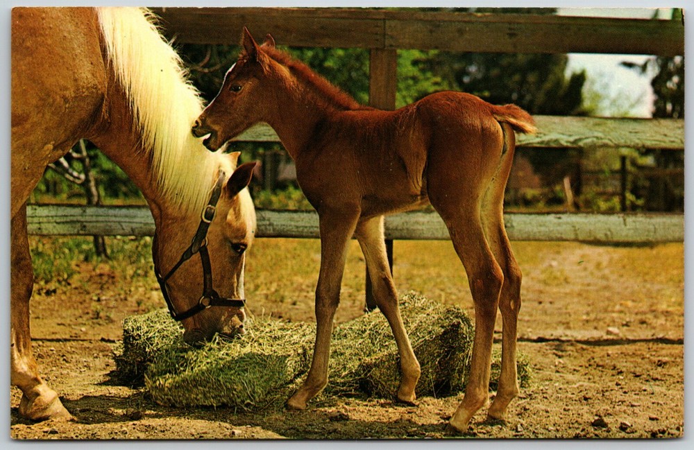 Horse and Foal - Postcard