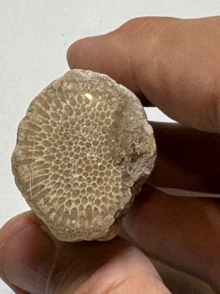 POLISHED  CORAL SPECIMEN