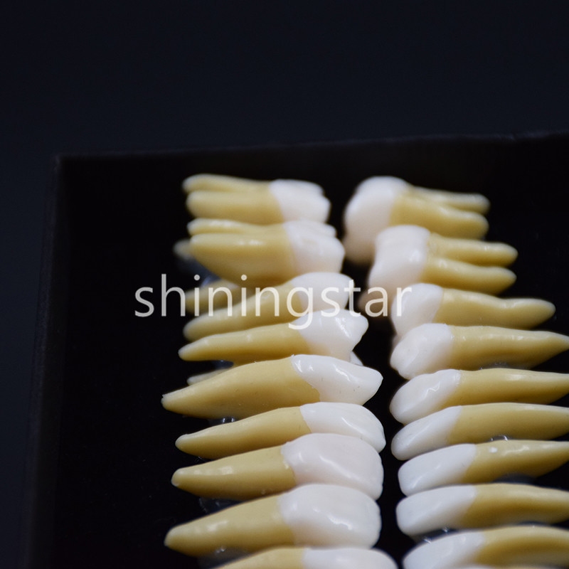 Full Upper Lower Tooth 1:1 Permanent Teeth Demonstration Teach Study Model 7008