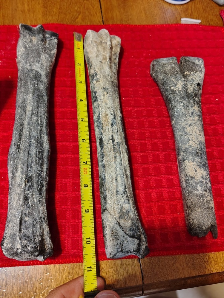 Deer Bone Fossils