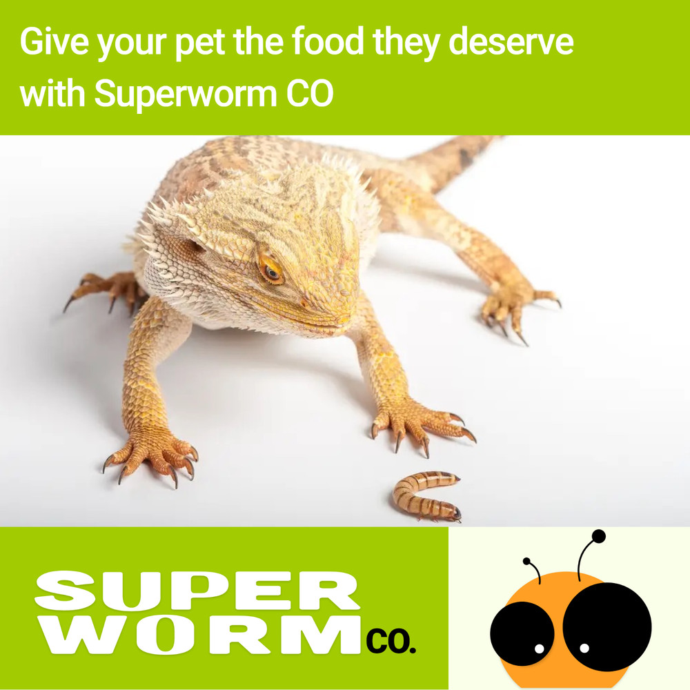 Live Superworms - 50-2000 counts - 4 different sizes