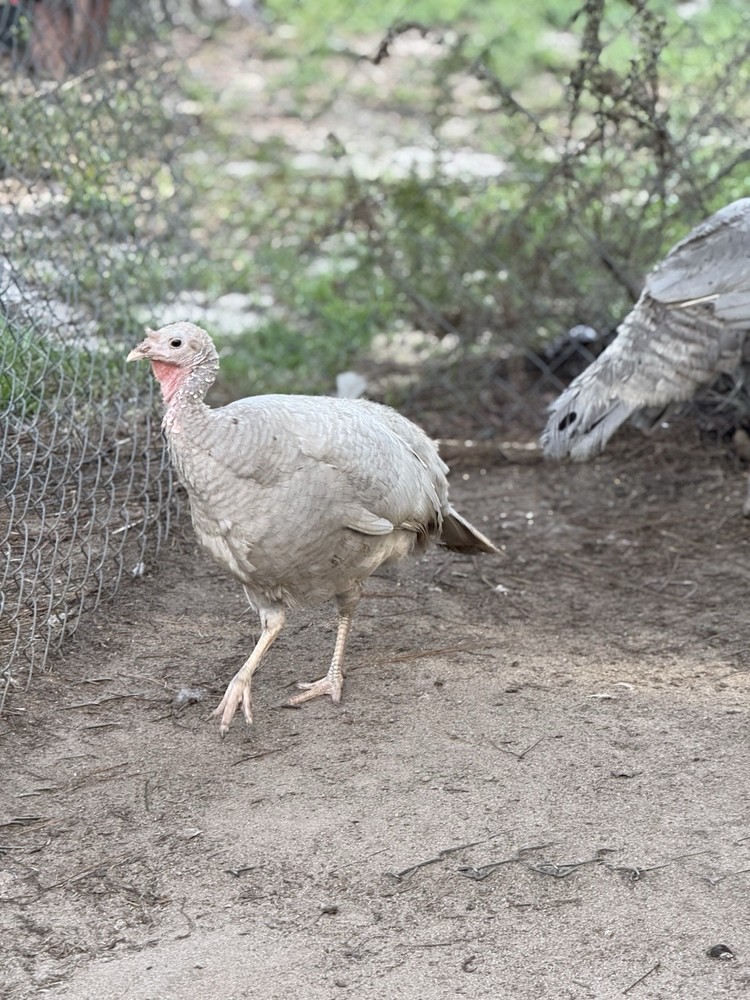 6 + 1 Heritage Blue Slate Turkey Hatching Eggs