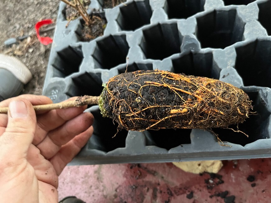 Pakistan Long Mulberry Tree - Live Plant – Morus Macroura