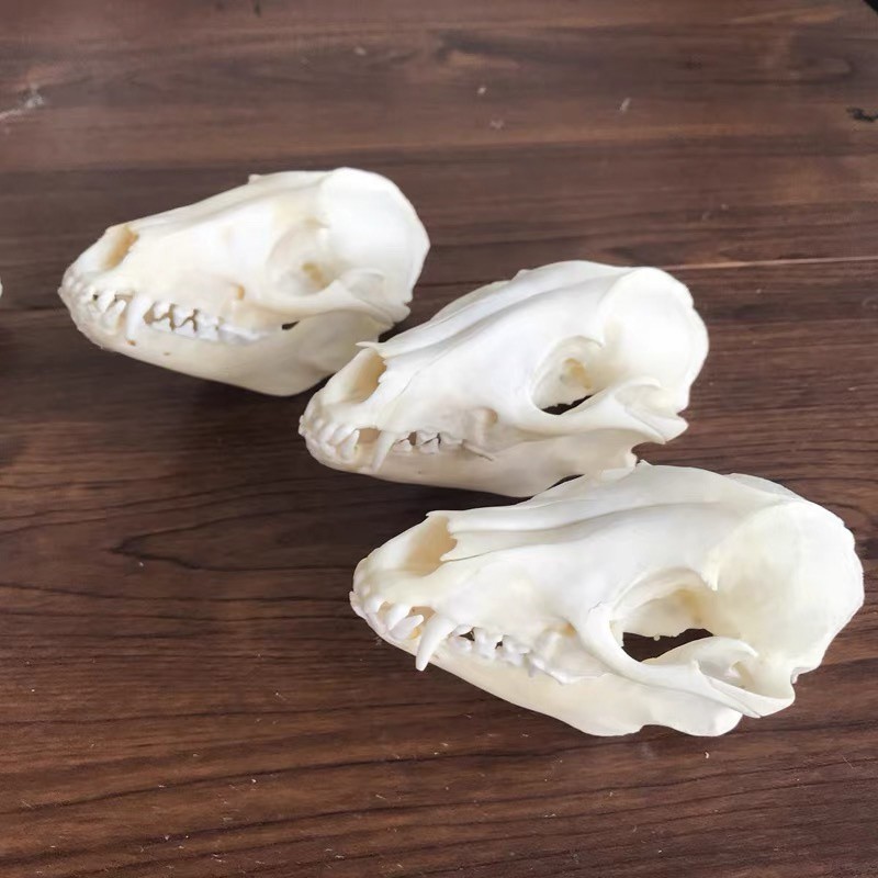 New 10Pcs Real Fox Skull Taxidermy Real Bone Skeleton Halloween Decoration Gift
