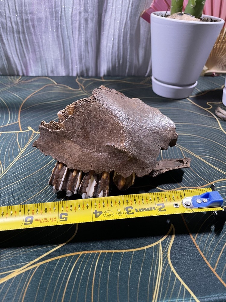 Historic Bison Jaw