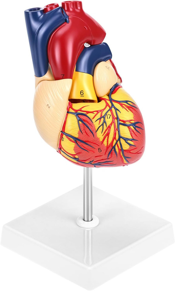 Life Size Human Heart Model 2 Part Numbered 34 Structures PVC Anatomy Study Base