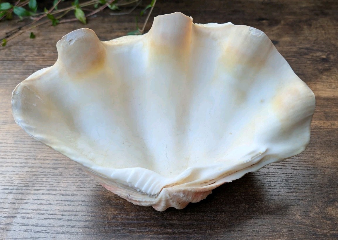 Large TRIDACNA SQUAMOSA Fluted Giant Clam Shell HALF 9x 6" Pink Tones. Beautiful