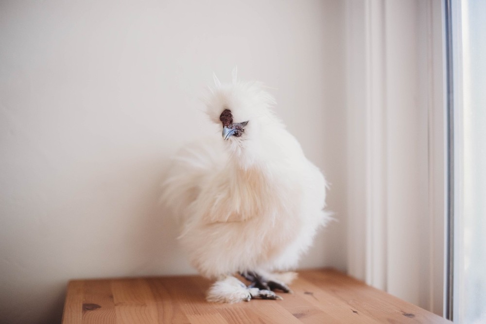 A Dozen Silkie Hatching Eggs