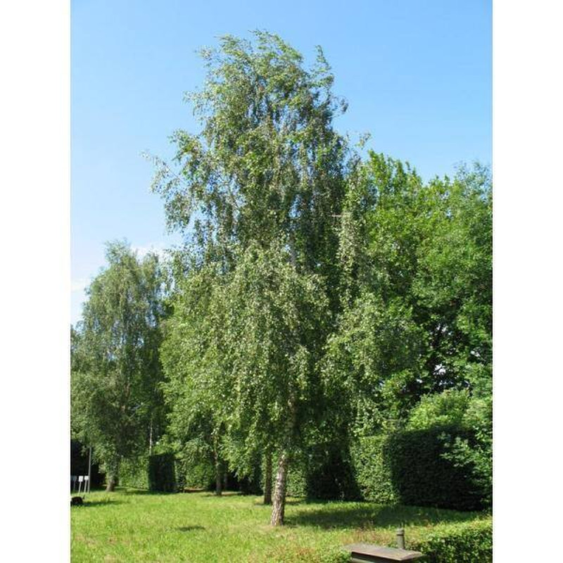 Weeping White Birch Tree Bare Root