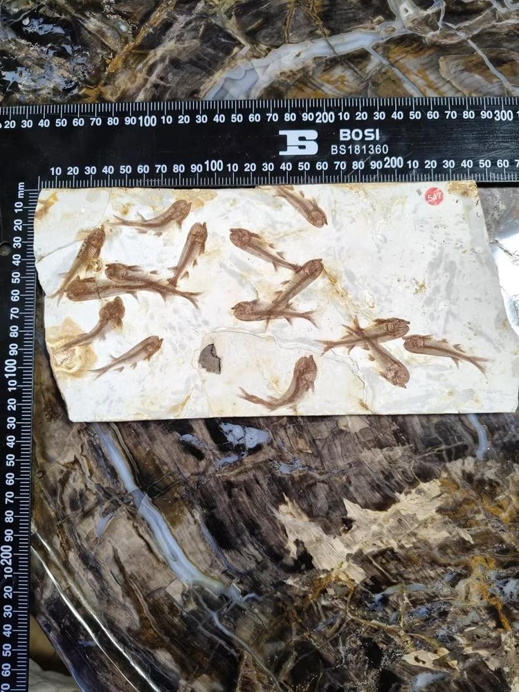 Late Mesozoic natural fish fossils. Paleontological fossil specimens