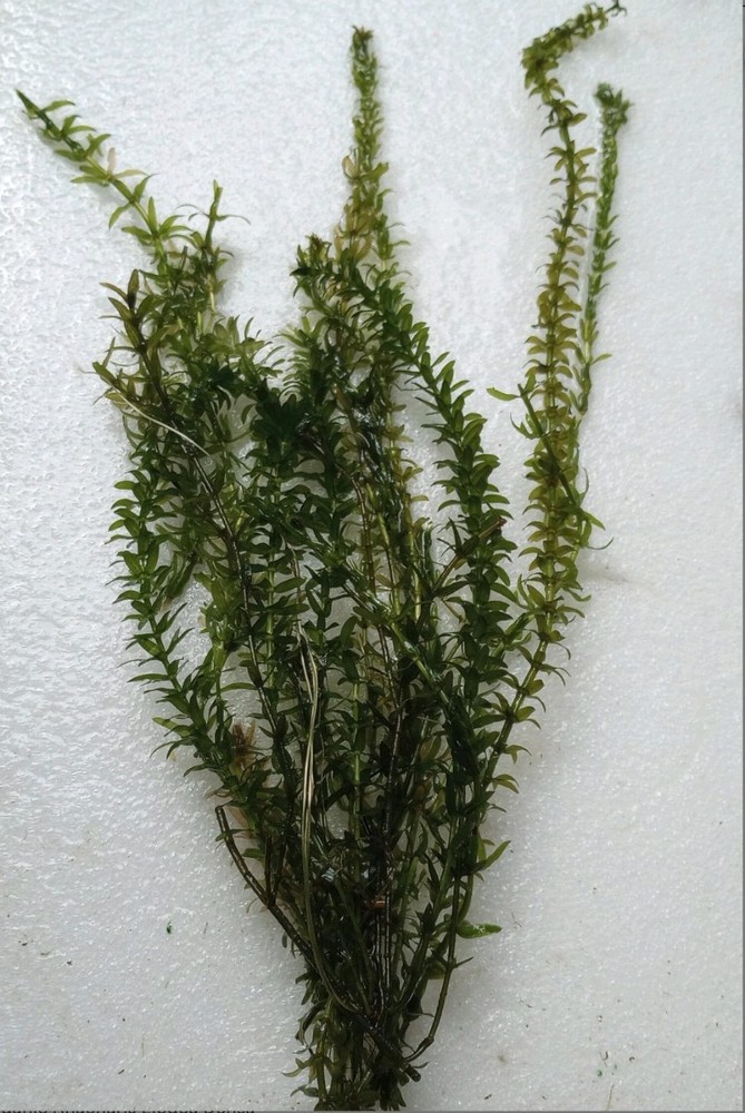 Starter Ecosystem Live Aquarium Plant Bundle | Easy Freshwater Plants | Beginner
