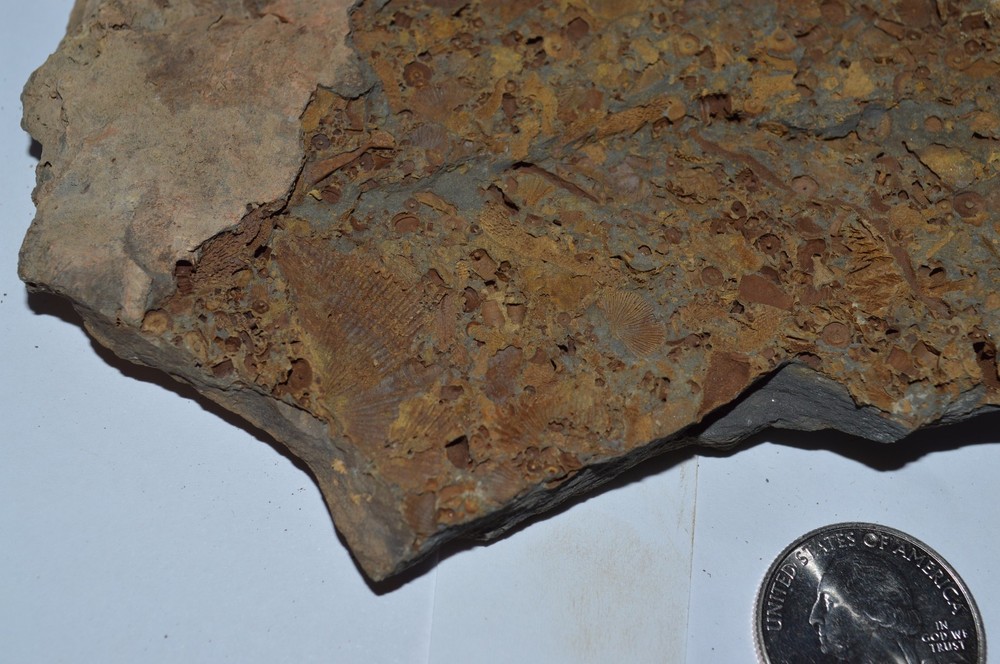 FOSSIL WITH BRACHIOPODS PRINTS ( 25, 22F)