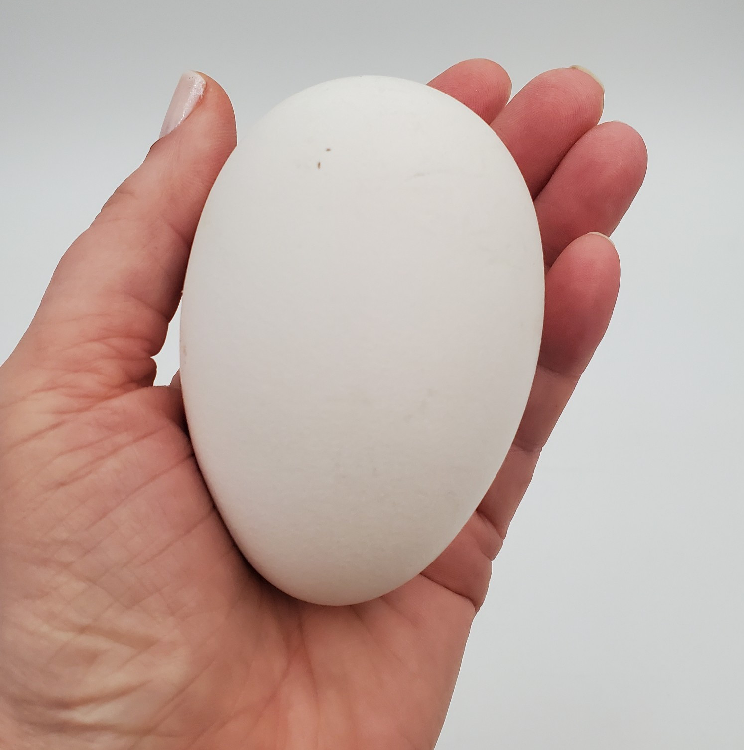 3 + African Goose Hatching Eggs Fertile Louisiana Farm Fresh MULTIPLES AVAILABLE