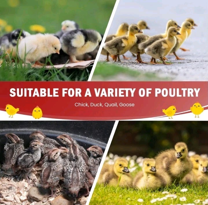 Chicken Brooder Box for Chick Starter Kit - 10 * 12inch Brooder Heating Plate...