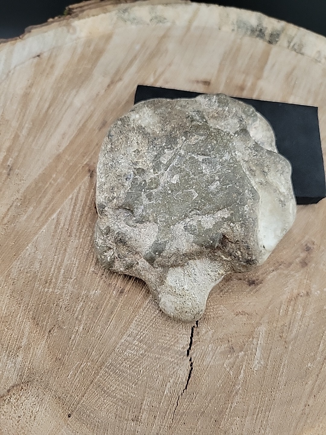 Horseshoe Crab Fossil In Stone Matrix