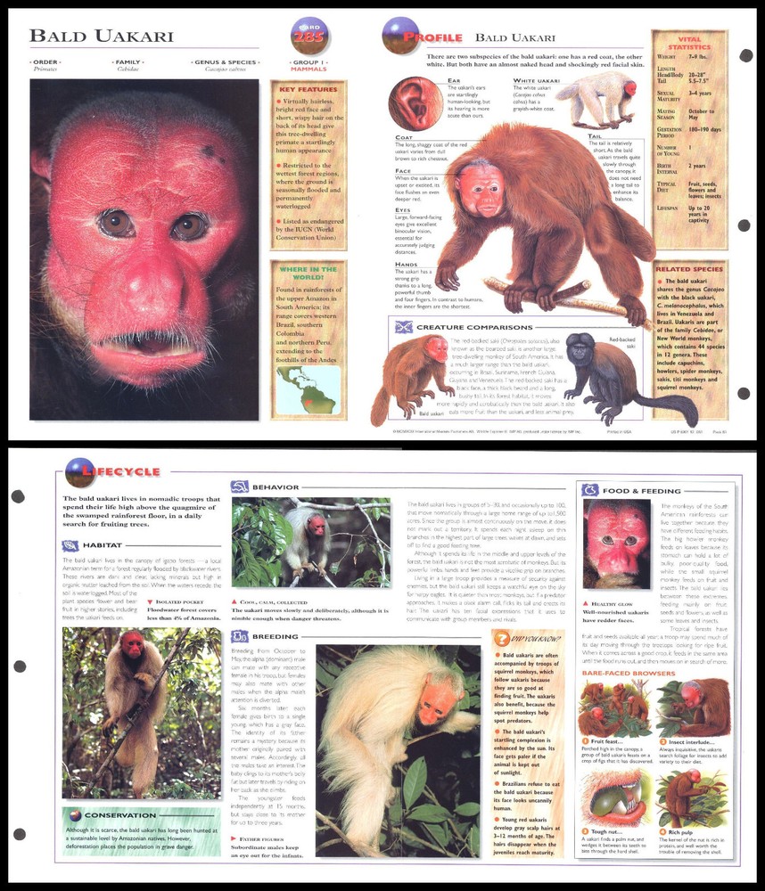 Fold-Out Sheet - Bald Uakari - 285
