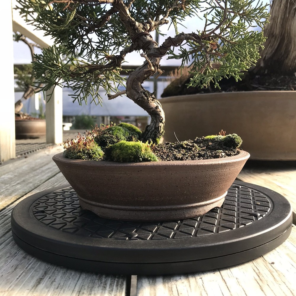 Mighty Mini Bonsai Tree Turntable 12.5" Base 360-Degree Rotation