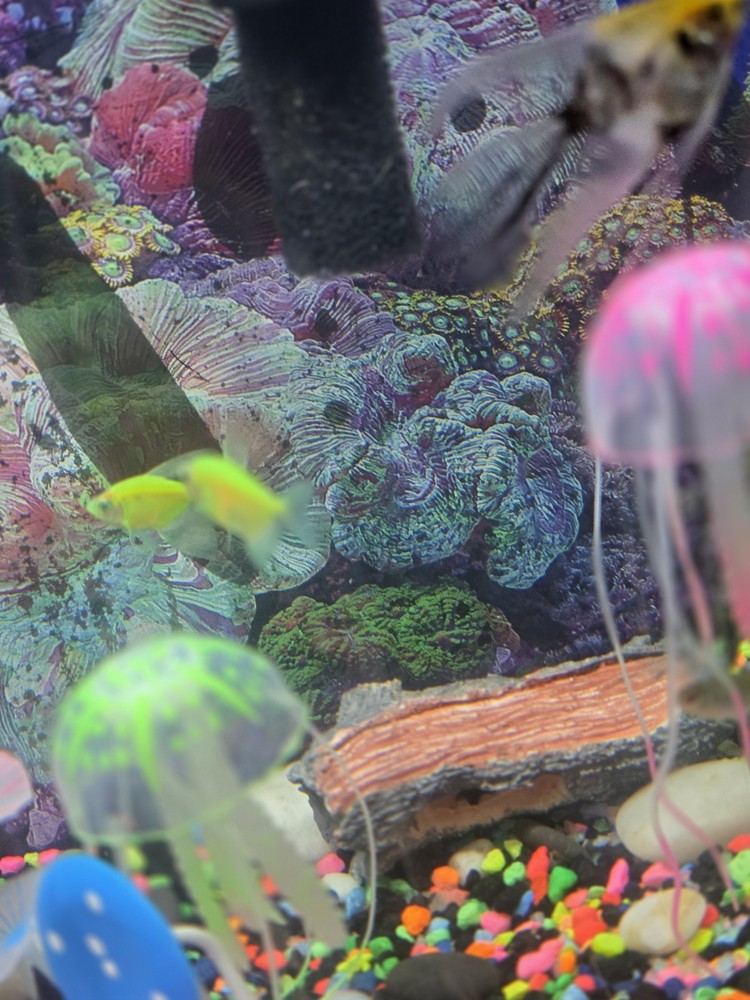 20-Gallon Complete Aquarium Setup (With Fish)