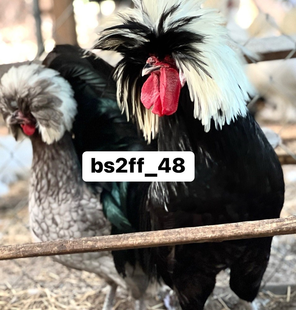 24 Pure Breed Hatching Eggs Variety Pack