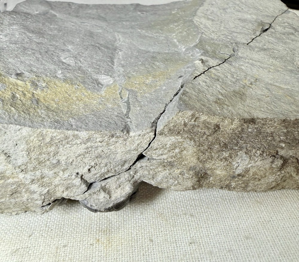 NICE Phacops Trilobite Plate ~ Penn Dixie New York ~ Devonian Period