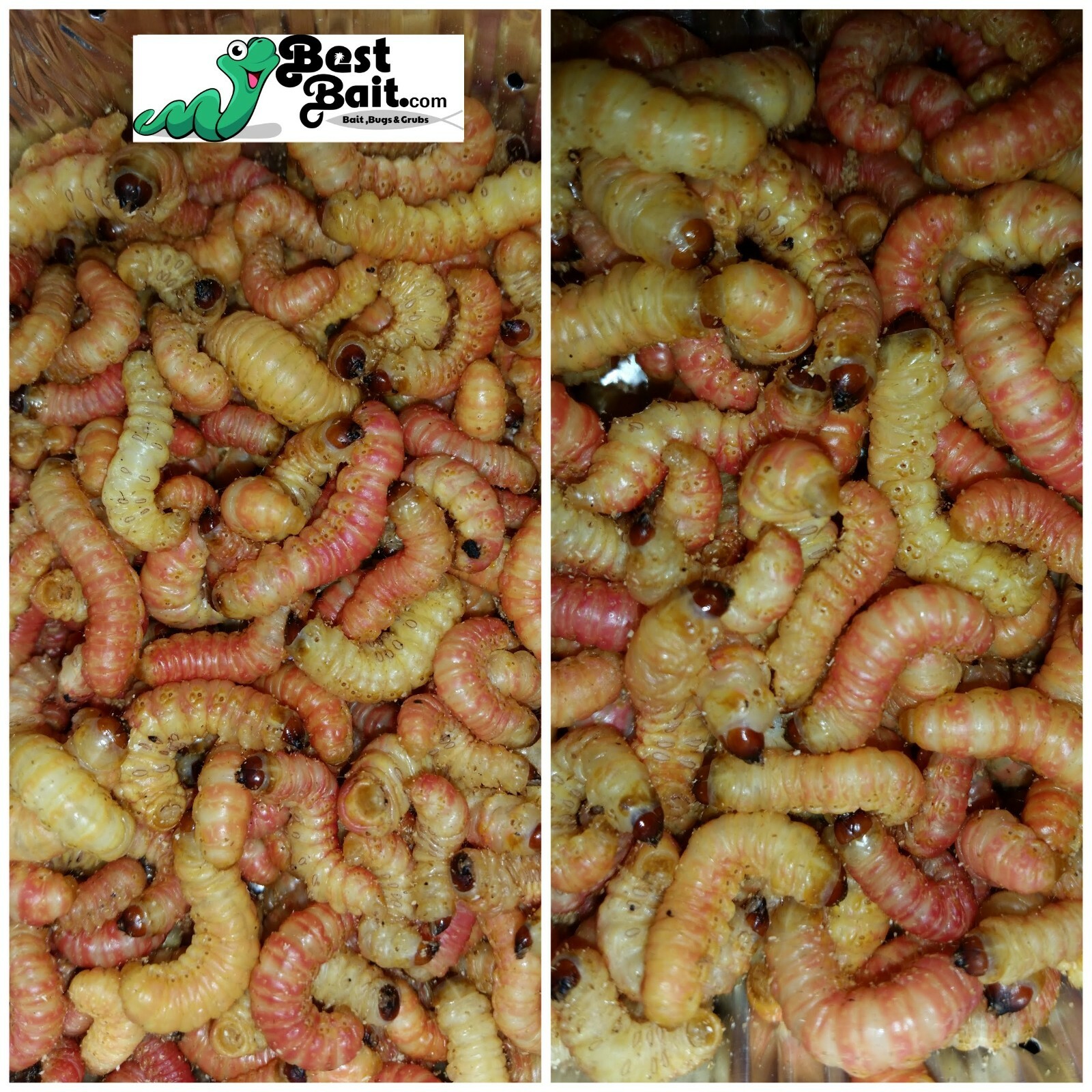 Butterworms, Butter Worms,  Live Bait Pet Feeders Free Shipping