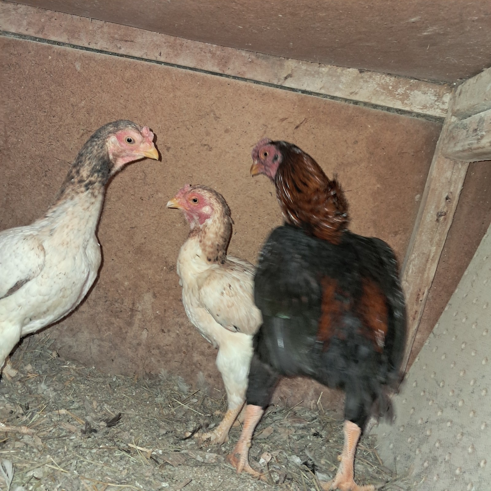 Rare Koshamo hatching eggs 6+