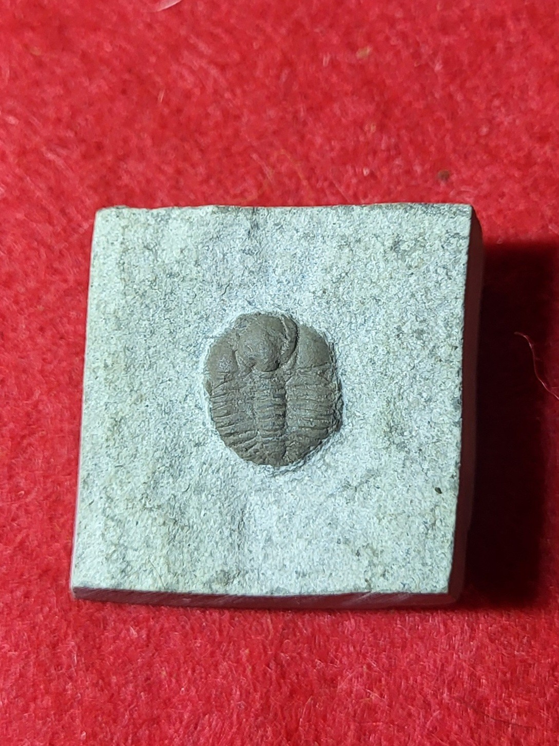 Fossil Trilobite Ampyxina bellatula Ordovician Maquoketa  Formation Mo.