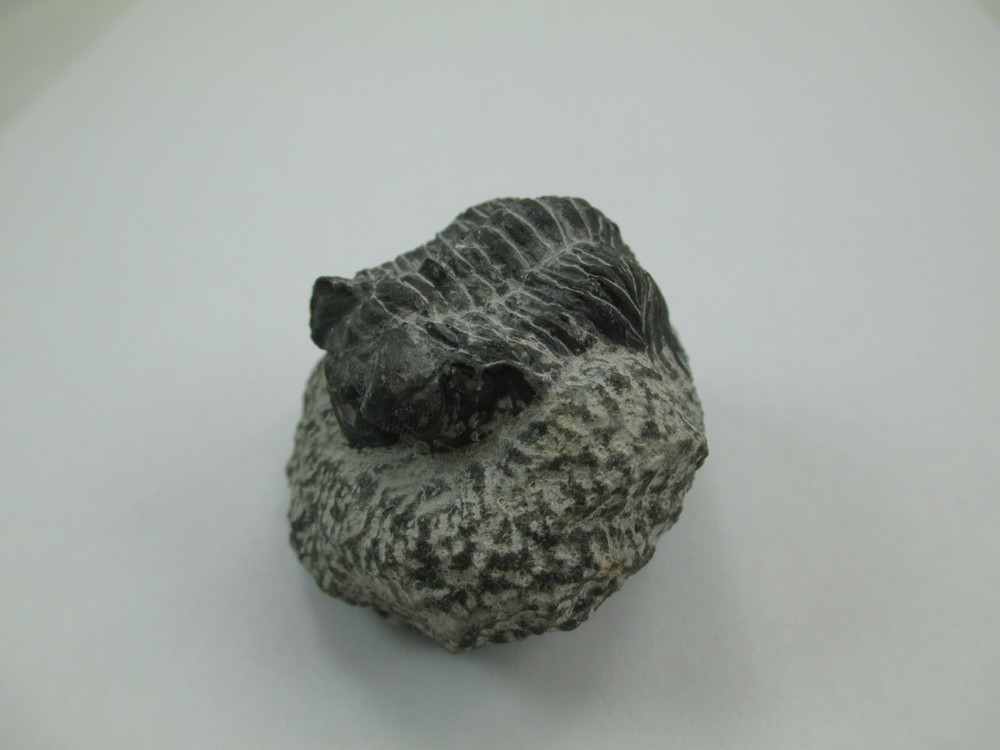 Trilobite Fossil Authentic? 008F