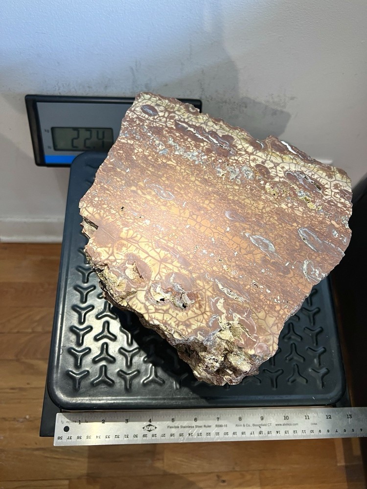 22.4 Pound: "Spiderweb" Jasper Rough Endcut from Malheur County, Oregon