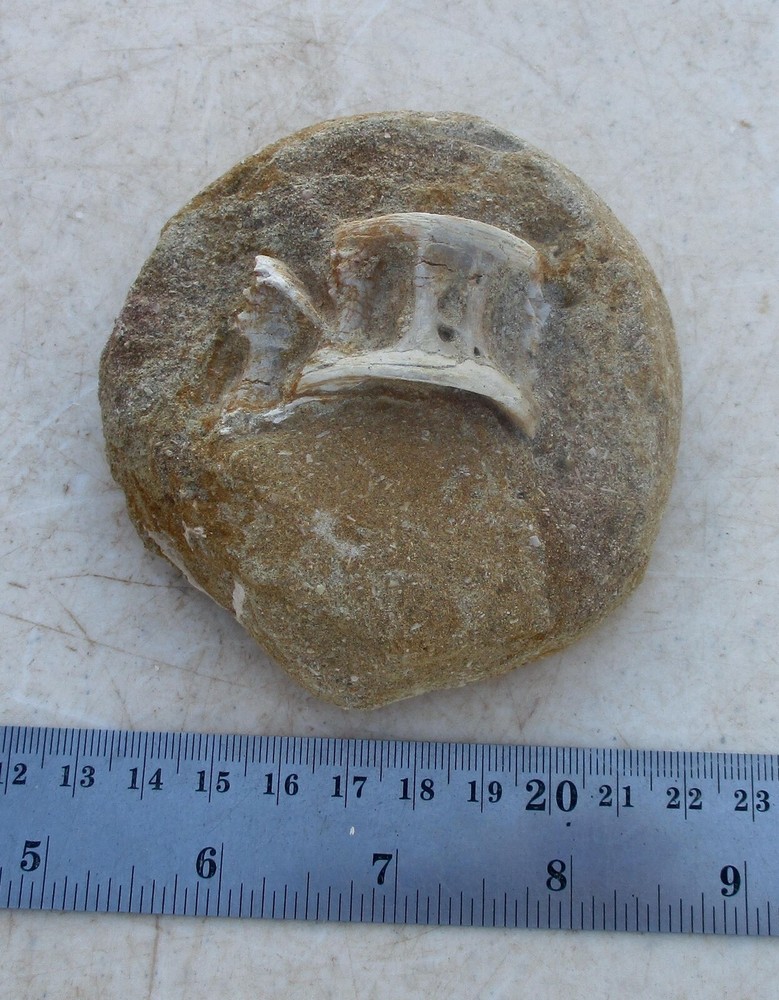 Fossil Vertebra Unidentified Specimen