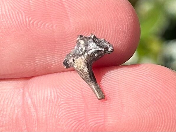 Fossil Fish Jaw Section Texas Cretaceous Age Ozan Formation