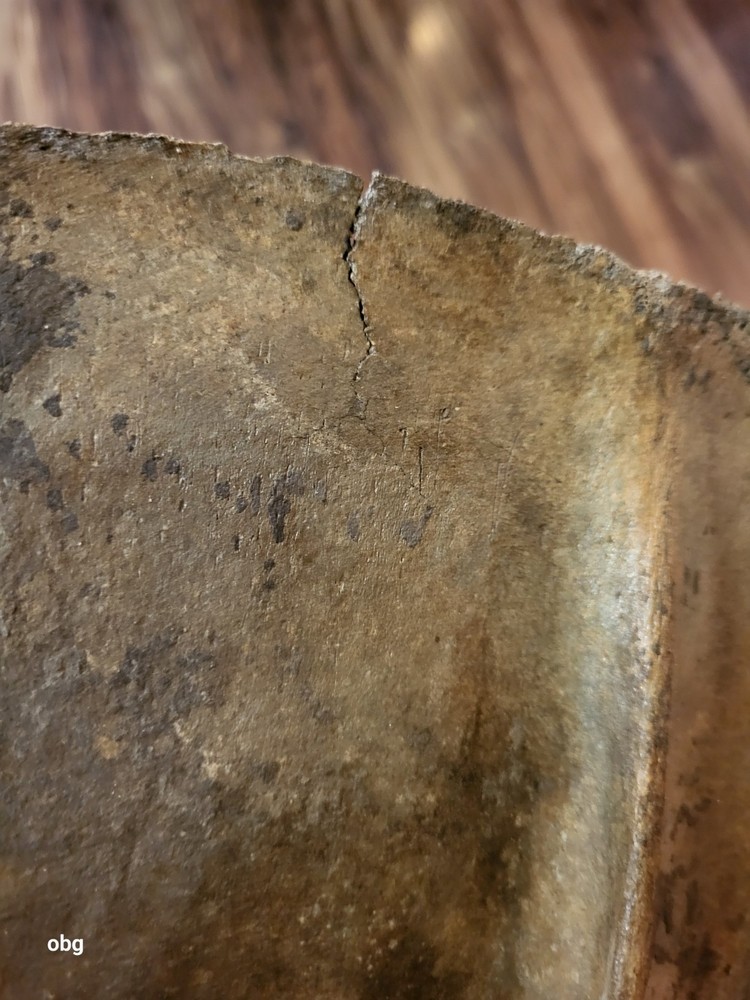 Historic Bison SHOULDER BLADE scapula