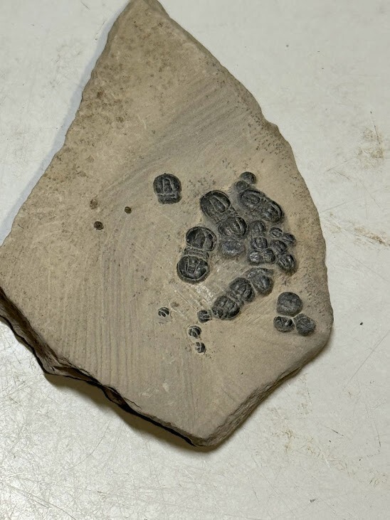 PERONOPSIS FOSSIL MULTIPLE TRILOBITE PLATE #8