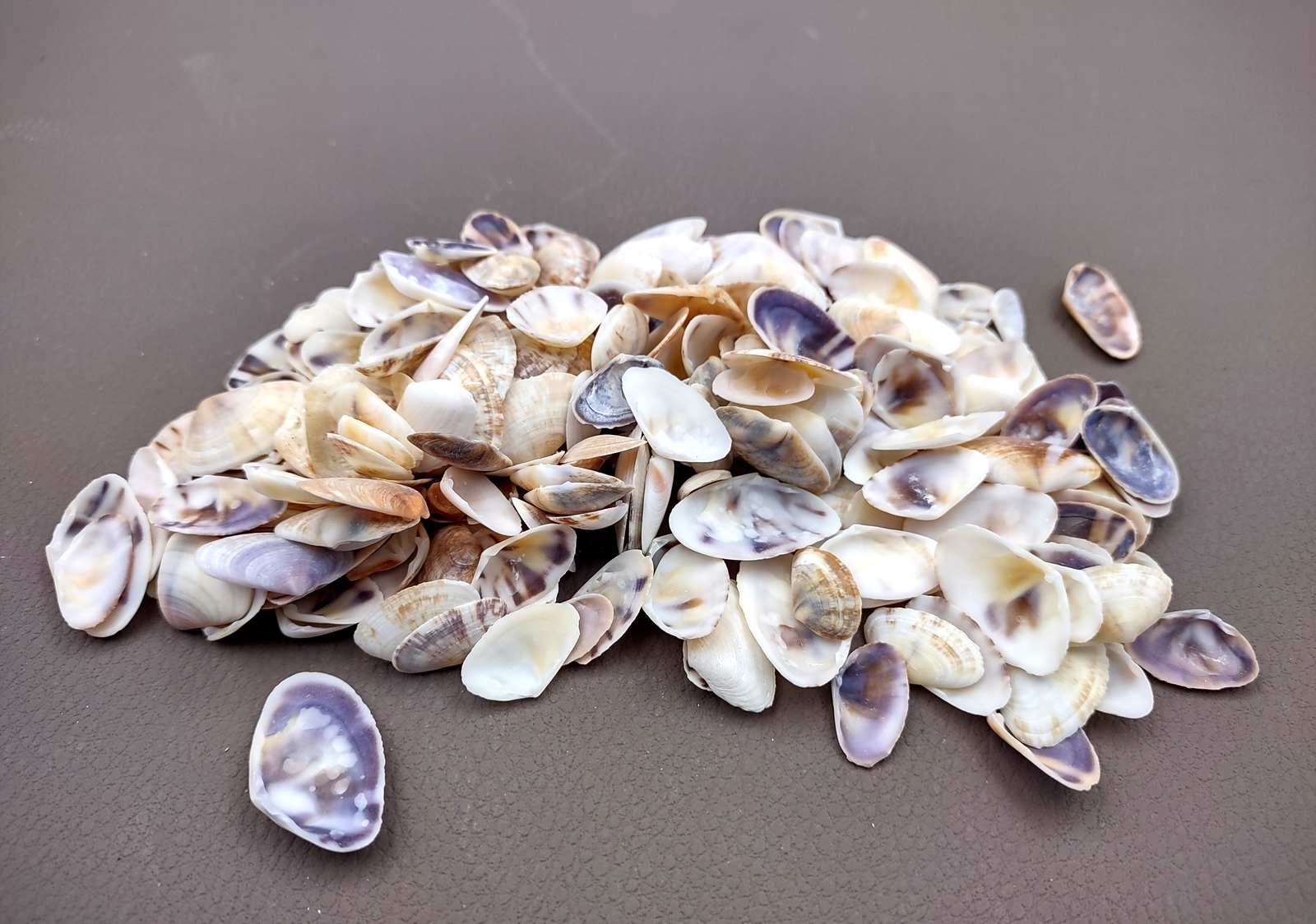 Coquina Clam Shells Blue Violet White (approx. half cup 150+ shells 0.25+ in)
