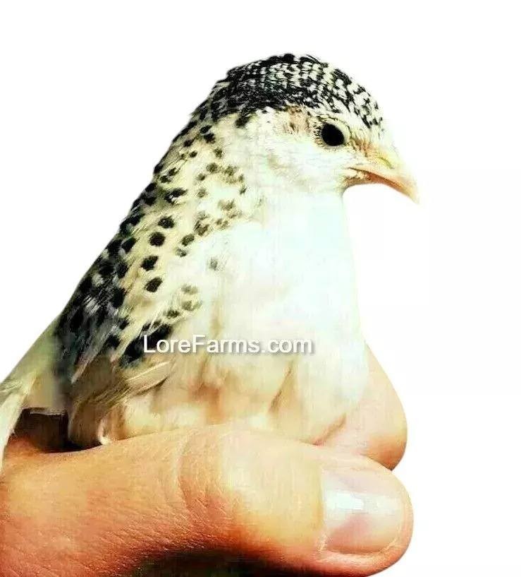 12 (+3EXT) ❤️LORE FARMS Button Quail Hatching Eggs Chinese Painted SPECIAL RARE