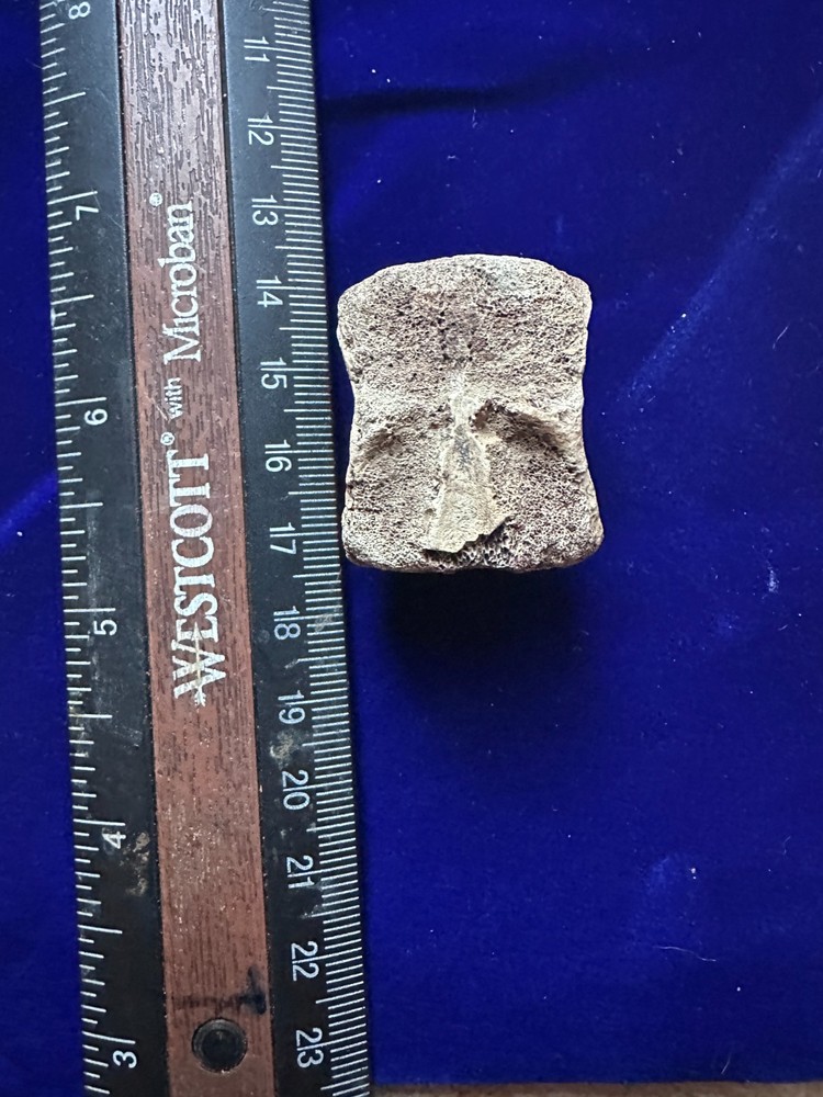 Genuine Hadrosaur vertebrae