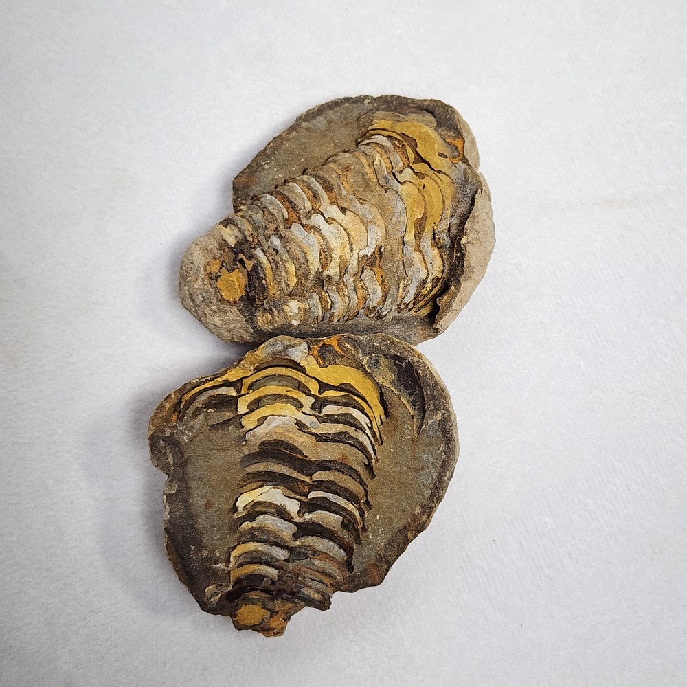 2.6" Authentic Flexicalymene Trilobite in Nodule