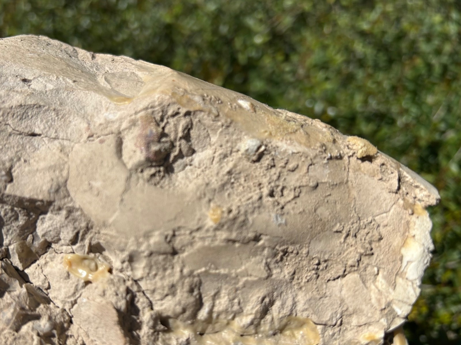 Fossil Oreodont Skull White River Oligocene Mammal Burke Formation Nebraska