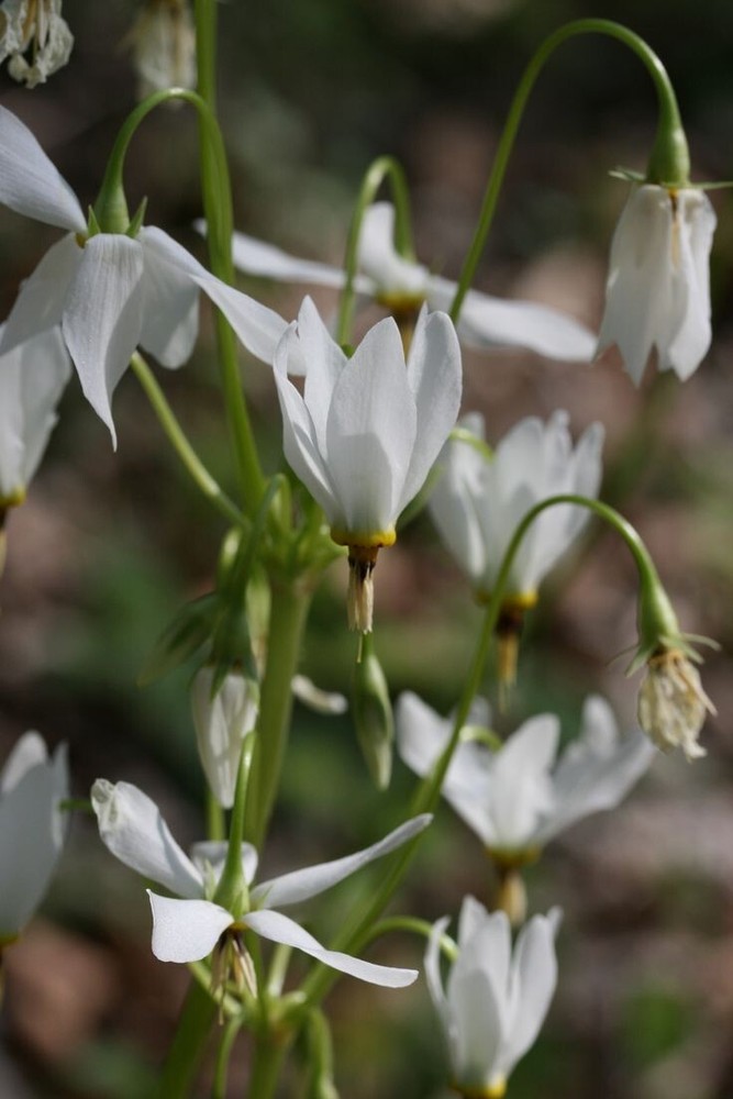 Shooting Star (Dodecatheon meadia) Bare-root