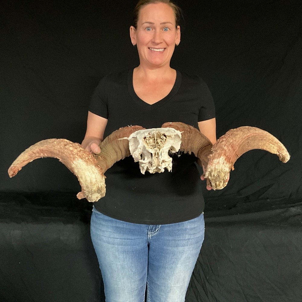 Rambouillet skull Rustic decor taxidermy 338