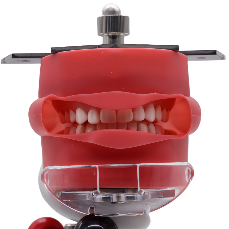 Dental Head Model Simulator Phantom Dentist Teaching Head Model 28pcs Teeth USA